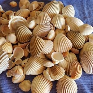SEA SHELL LOT